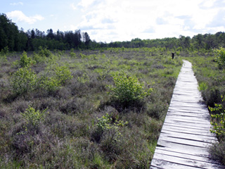 Tourbière de la Guette