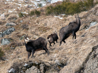 Chamois
